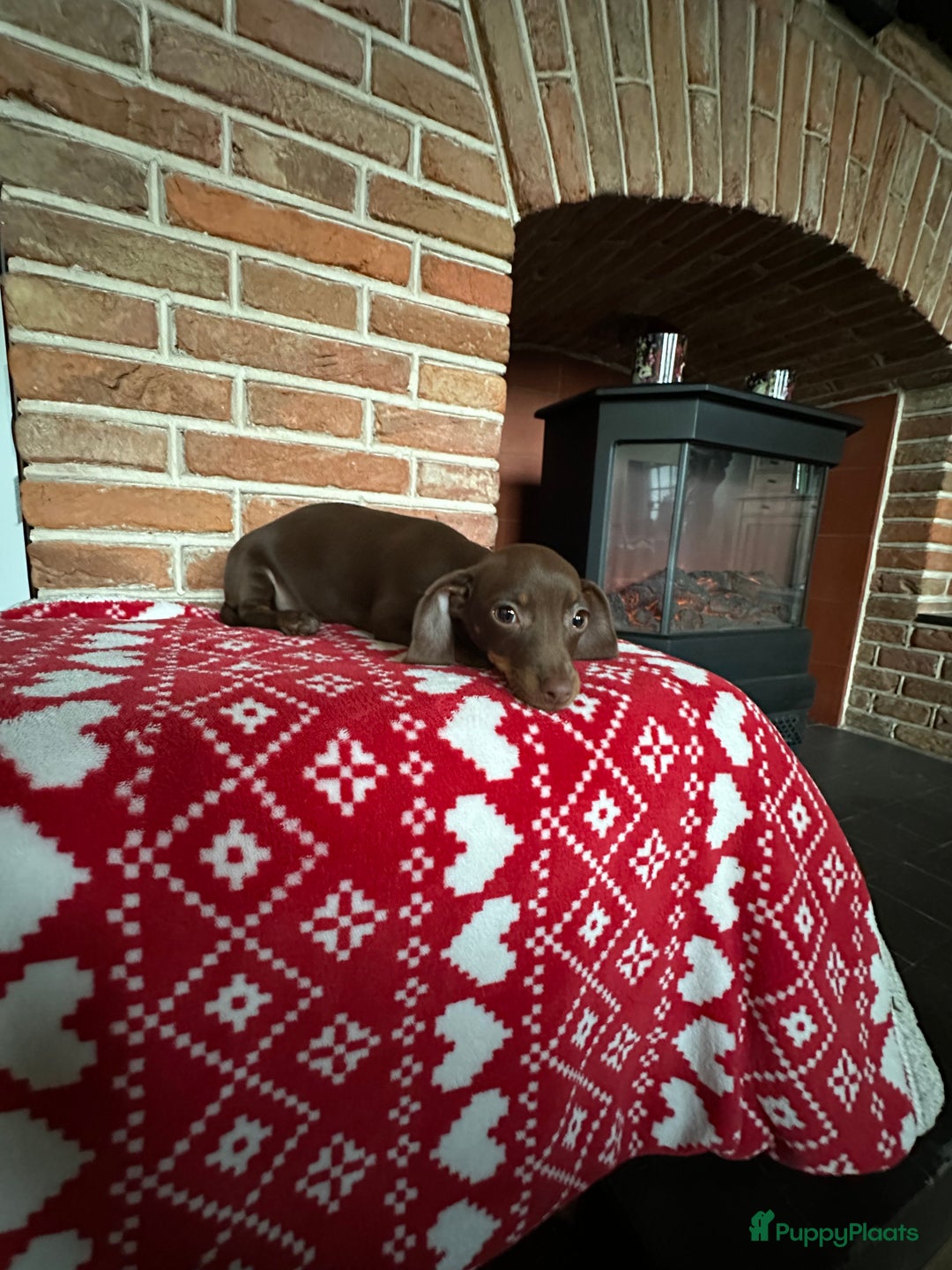 Kruising honden te koop: Dwerg teckel teefje  - Advertentie 1