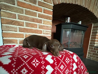 Kruising honden Dwerg teckel teefje - Advertentie 1