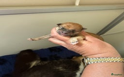 Shiba honden te koop: Shiba pups geboren in Kerkwerve - Afbeelding 6