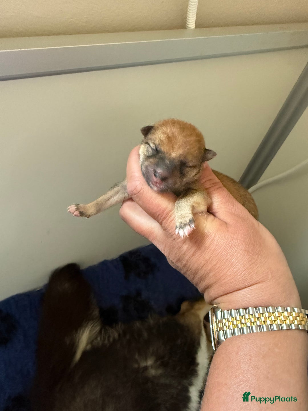 Shiba honden te koop: Shiba pups geboren in Kerkwerve - Afbeelding 6