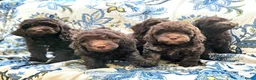 Labradoodle honden te koop: Labradoodle pups - Advertentie 3