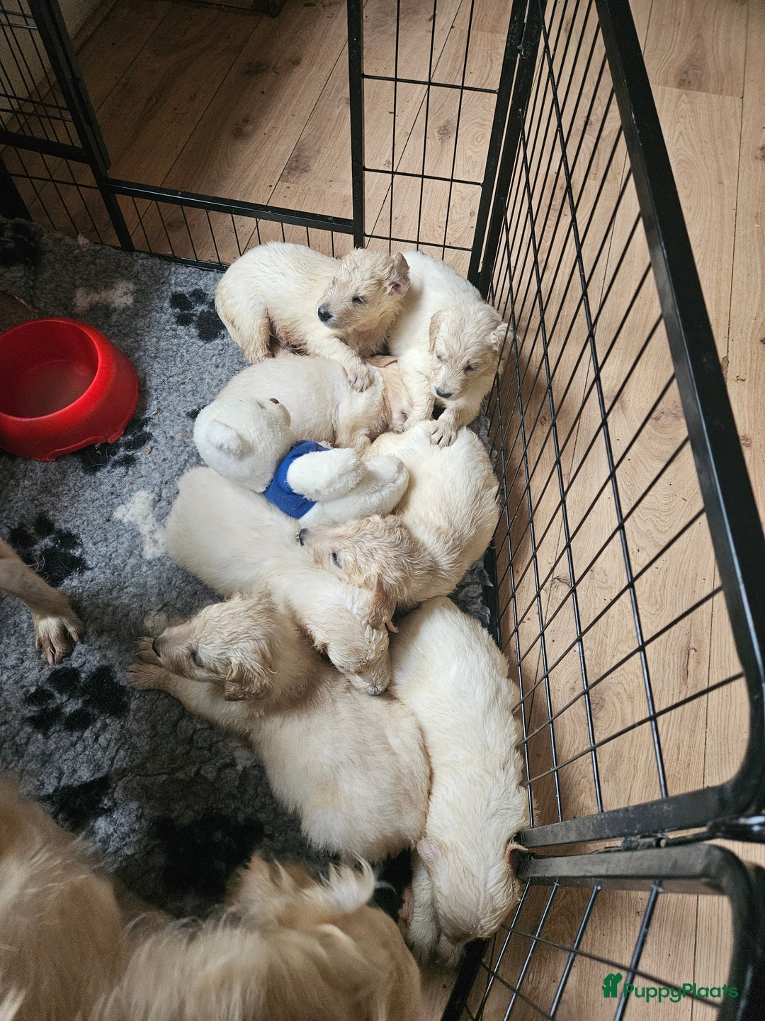 Flatcoated Retriever honden te koop: Te koop prachtige Gele Flatcoated Retriever Pups  - Advertentie 2