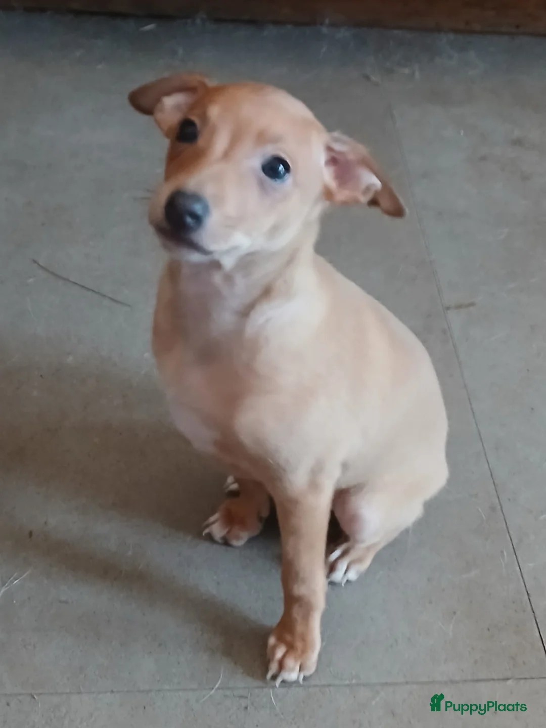 Italiaans Windhondje honden te koop: Italiaanse windhondjes zoeken gouden mandje - Advertentie 6