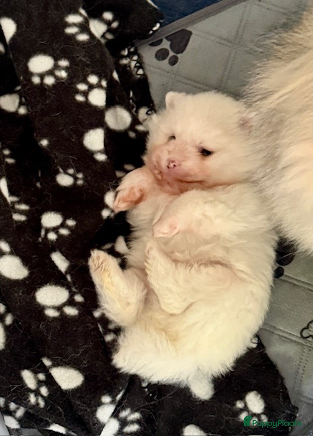 Pomeriaan honden te koop: Prachtig wit pomeriaan pupje, reu  - Advertentie 3