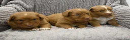 Nova Scotia Duck Tolling Retriever honden te koop: Nova Scotia Duck Tolling Retriever pups - Advertentie 20