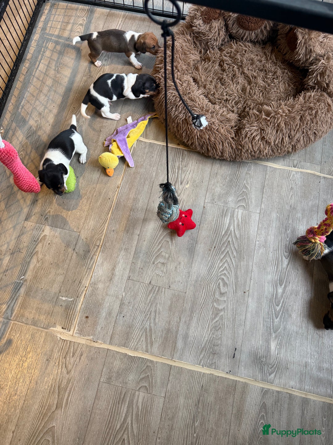 Teckel (korthaar)  honden te koop: Piebald dwergteckel pups - Advertentie 3