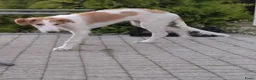 Barsoi honden te koop: AKSANA, Borzoi-teef uit FCI-kennel zoekt thuis - Advertentie 7