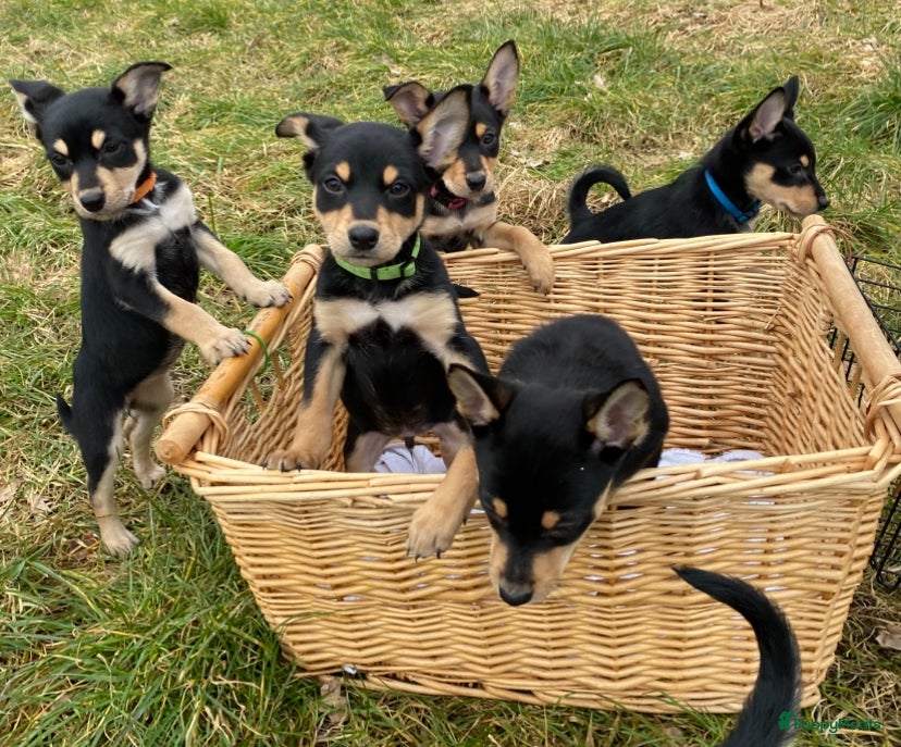 Australian Kelpie honden Working kelpie - Advertentie 2