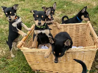 Australian Kelpie honden Working kelpie - Advertentie 2