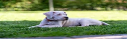 Dogo Argentino honden te koop: Dogo Argentino pups VDH/FCI-familiefokkerij - Advertentie 9