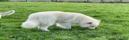 Zwitserse Witte Herdershond honden te koop: Zwitserse witte herder pups - Advertentie 13