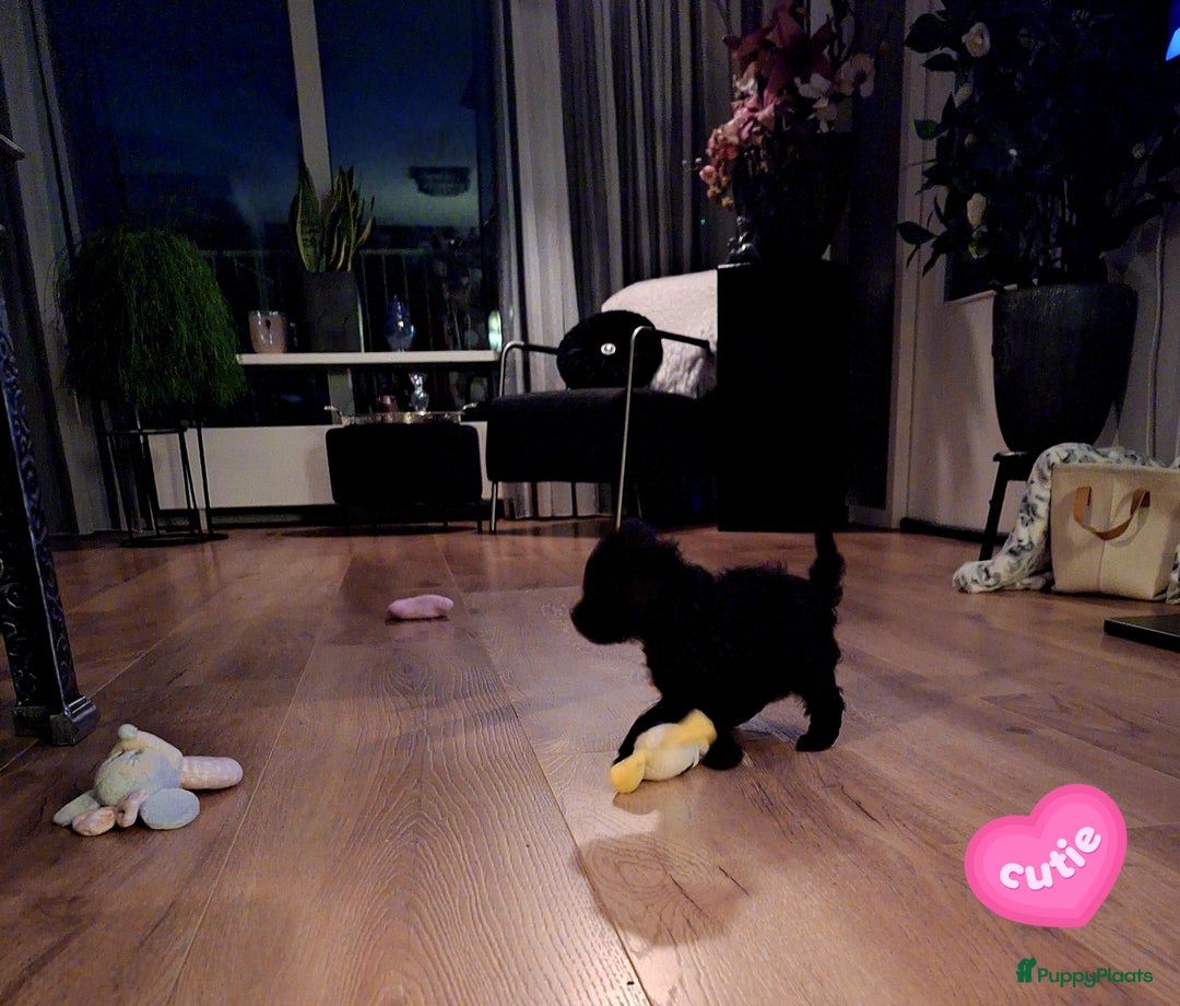 Poedel honden te koop: Choco toypoedel meisjes - Advertentie 2