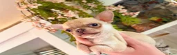 Chihuahua honden te koop: Prachtige gezonde  Chihuahua pups met fc stamboom - Advertentie 3