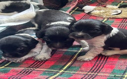 Nederlandse Schapendoes honden te koop: Nederlandse schapendoes puppy’s  - Afbeelding 5