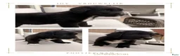 Kruising honden te koop: 4 dame Australian Retrievers zoeken thuis. - Advertentie 6