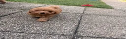 Poedel Toy honden te koop: LAATSTE teacup toy poedel beschikbaar!! - Advertentie 4