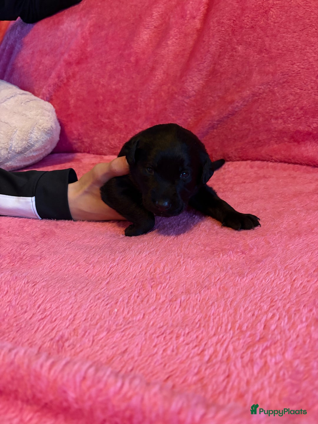 Kruising honden te koop: Labrador puppy’s - Advertentie 17