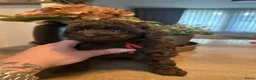 Poedel Toy honden te koop: Knappe choco toy poedel teefjes  - Advertentie 5