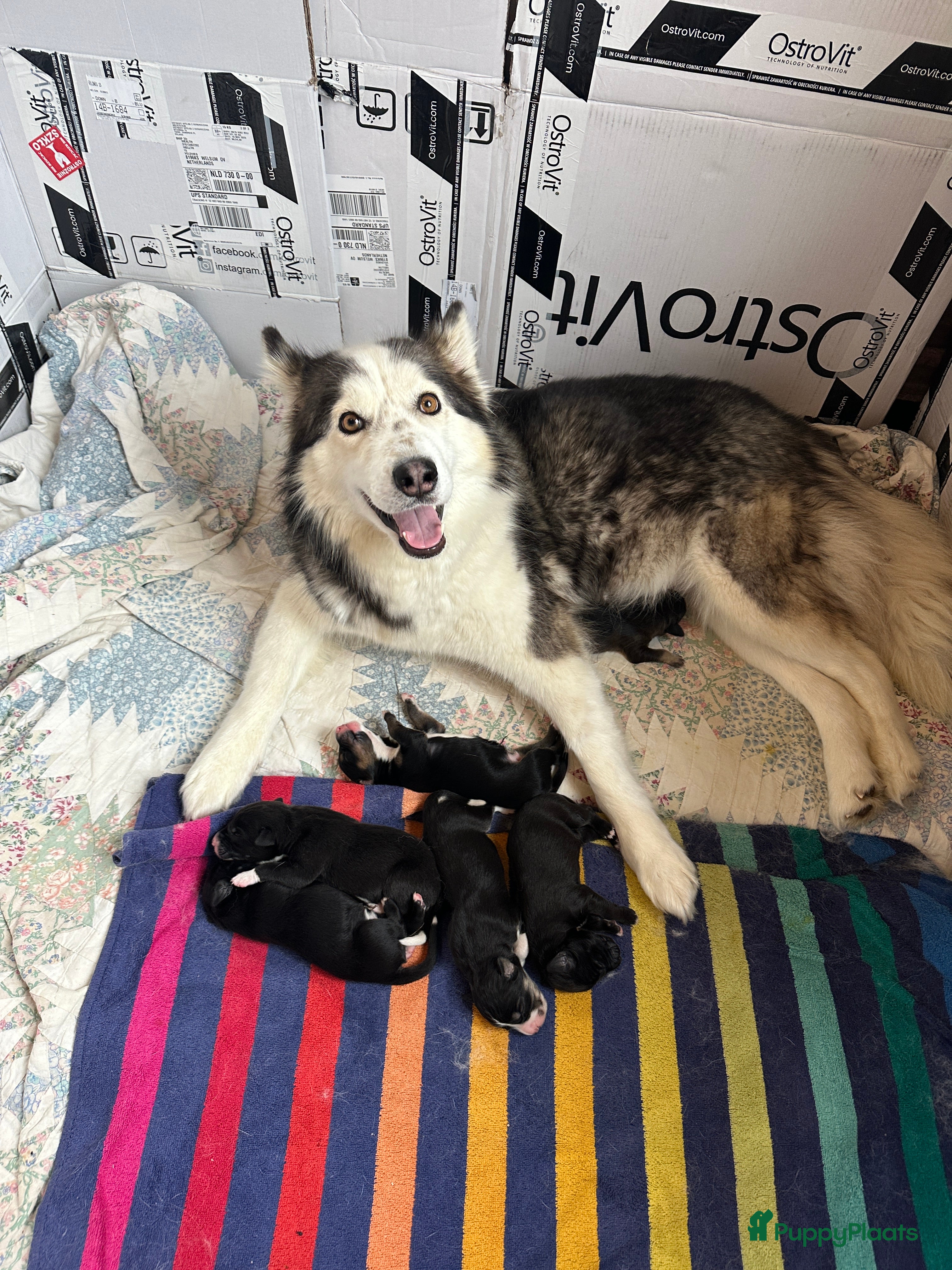 Kruising honden Lieve puppies te koop - Advertentie 2