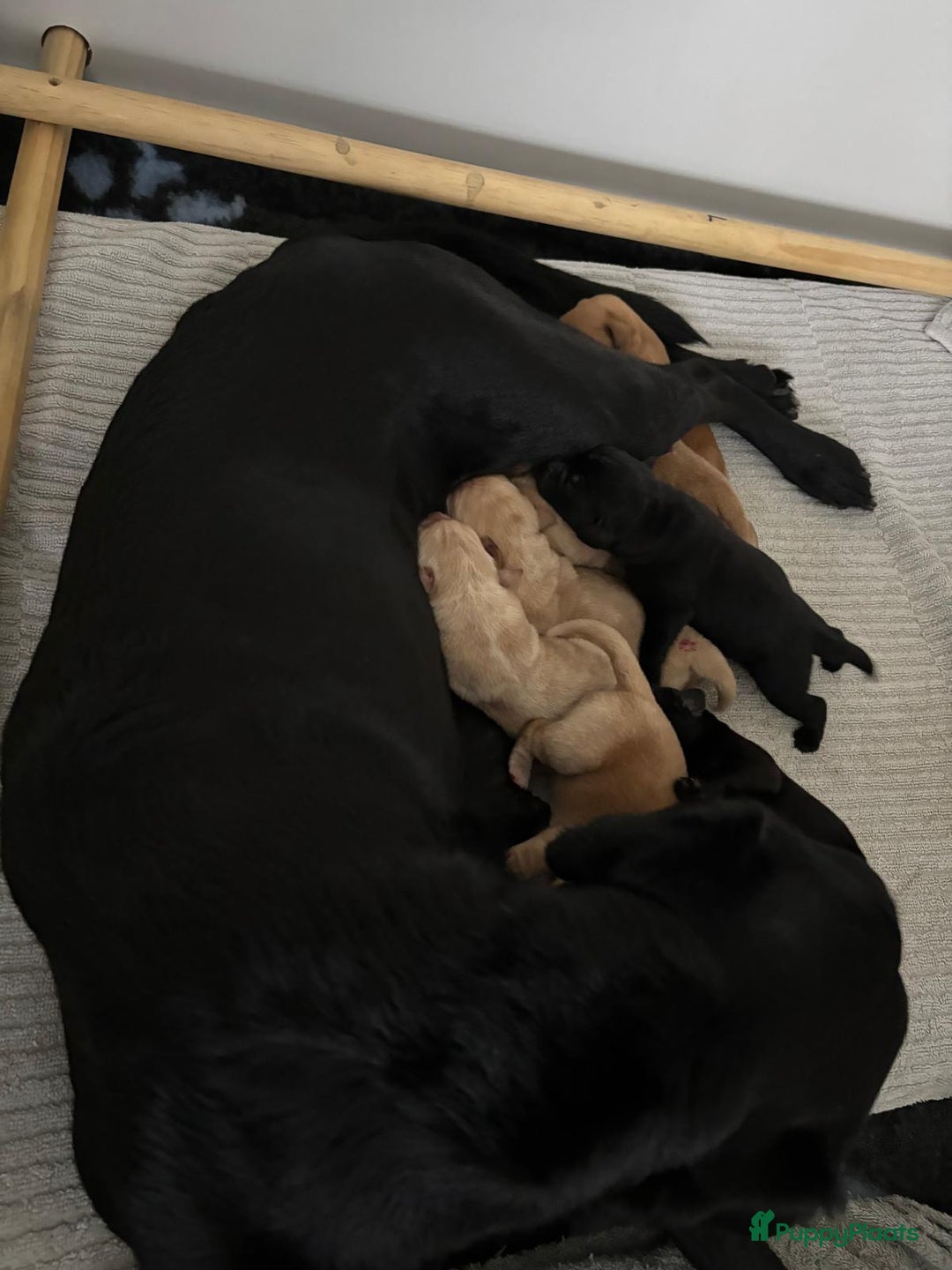 Labrador Retriever honden te koop: Labrador pups - Advertentie 4