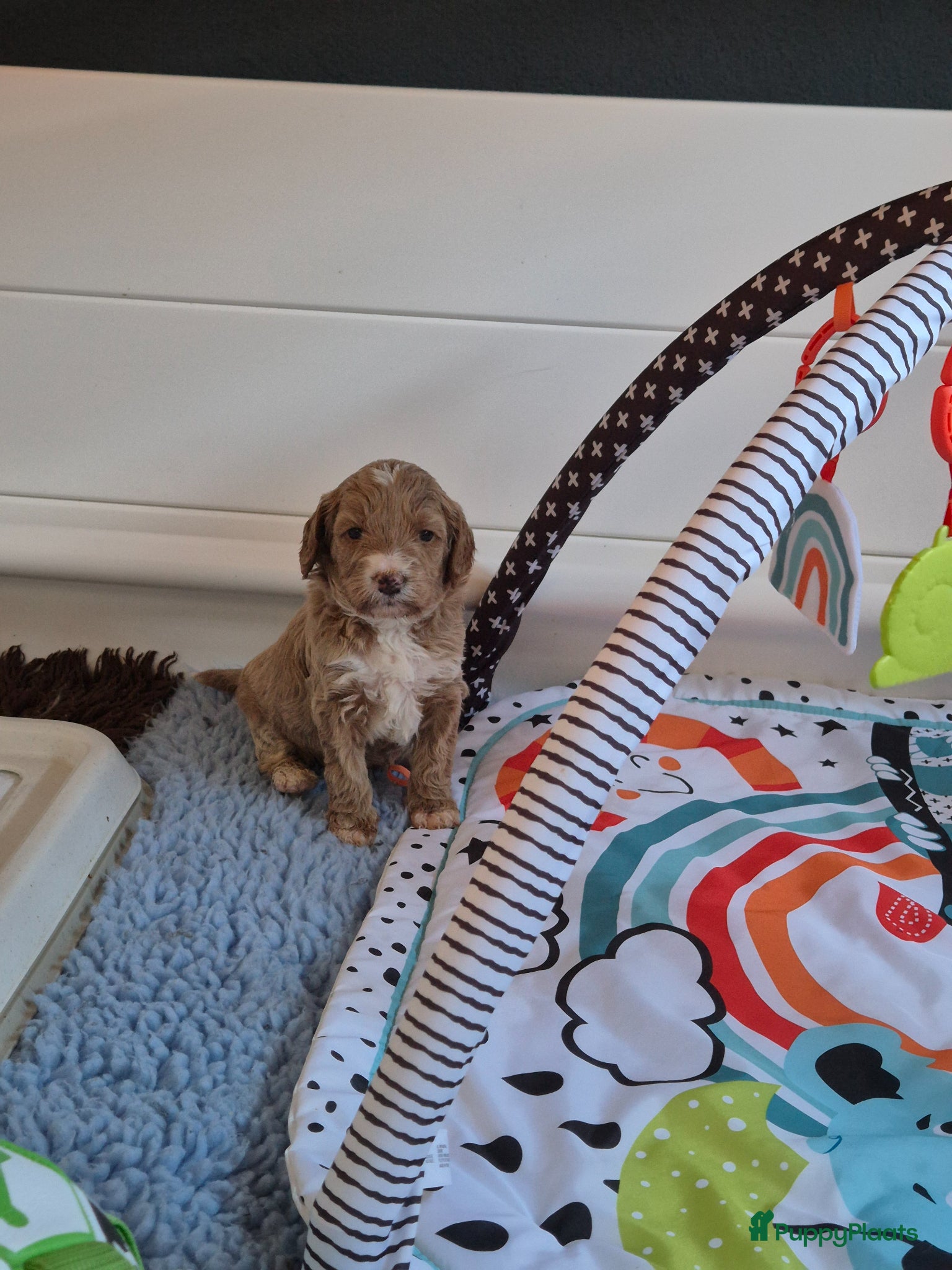 Labradoodle honden Lieve labradoodles  - Advertentie 4