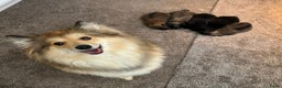 Kruising honden te koop: Mooie pomsky pups te koop - Advertentie 1