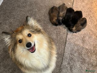 Kruising honden Mooie pomsky pups te koop - Advertentie 8