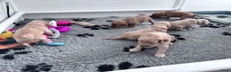 Goldendoodle honden te koop: Standaard goldendoodle pups fleece vacht - Advertentie 6