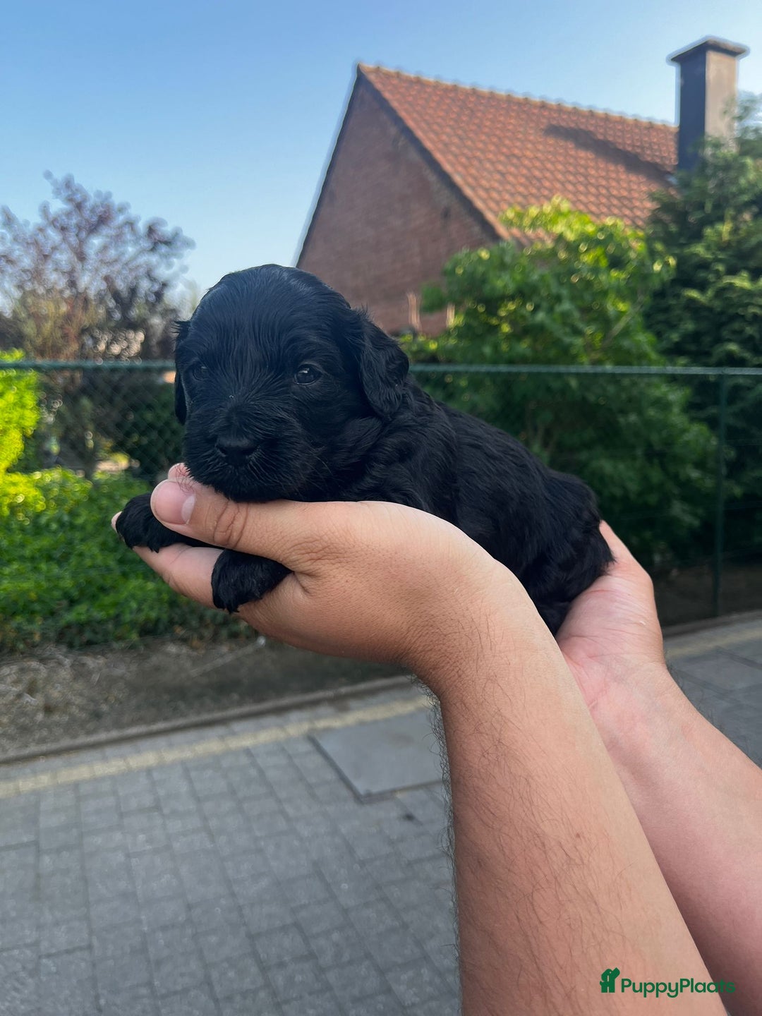 Labradoodle honden te koop: Prachtige medium labradoodle pups - Afbeelding 7