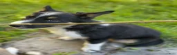 Border Collie honden te koop: Gezonde Border Collie pups stamboom (ISDS/FCI) - Advertentie 24