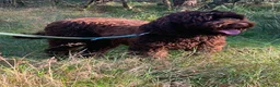Labradoodle honden te koop: Australian Labradoodle pups  - Advertentie 30