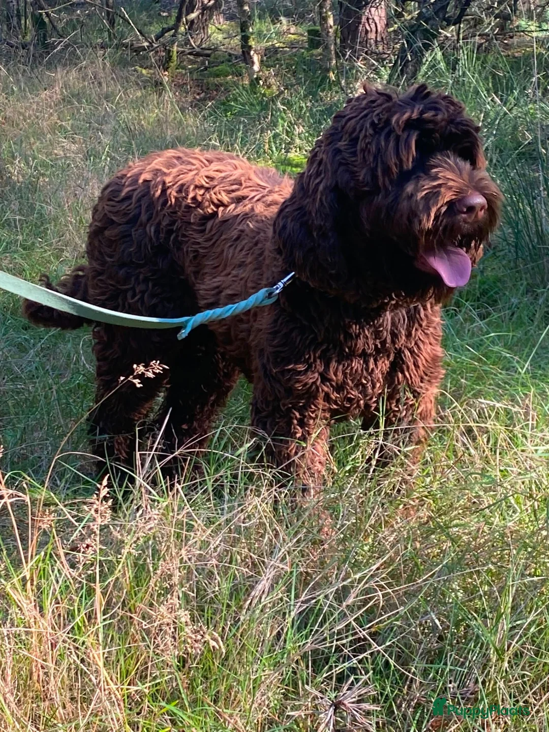 Labradoodle honden te koop: Australian Labradoodle pups  - Advertentie 30