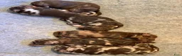 Poedel Toy honden ter dekking: Choco Tan DEKREU Toypoedel 🐶 GETEST ✅ - Advertentie 13