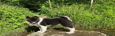 American Akita Puppy 2