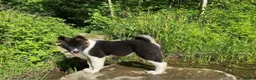 American Akita honden te koop: Prachtige American Akita Pups - Advertentie 20