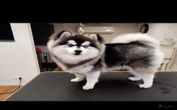 Pomsky honden te koop: 4 prachtige pomsky’s in Breda - Afbeelding 11