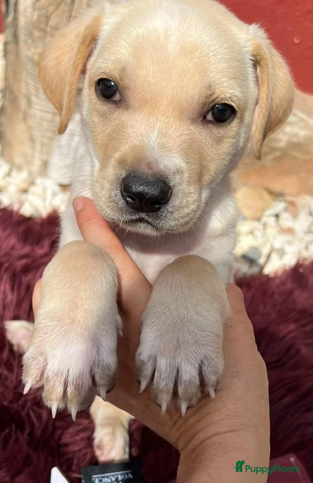 Kruising honden ter adoptie: deze lieve jongen hindo zoekt een vriendje  - Advertentie 10