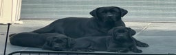 Labrador Retriever honden te koop: NEST AANKONDIGING LABRADOR PUPS - Advertentie 5