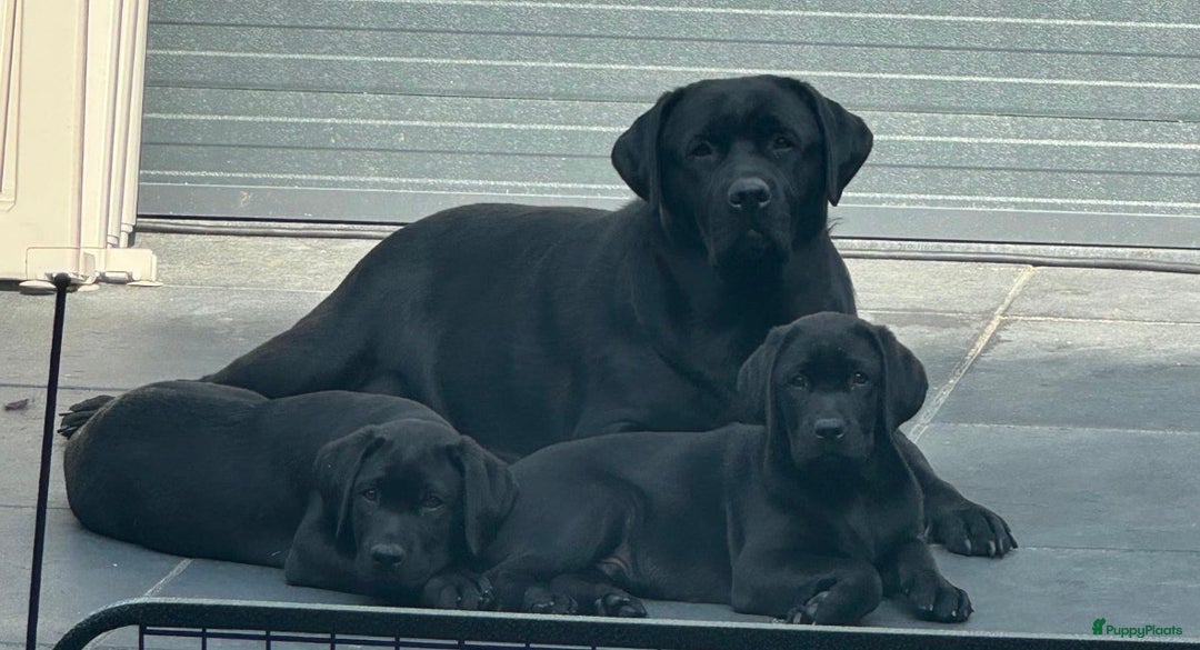 Labrador Retriever honden te koop: NEST AANKONDIGING LABRADOR PUPS - Advertentie 5