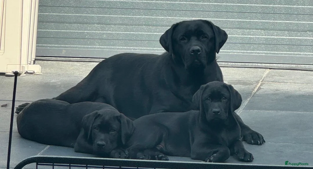 Labrador Retriever honden te koop: NEST AANKONDIGING LABRADOR PUPS - Advertentie 5