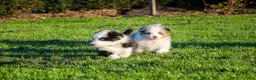 Kruising honden te koop: Border Collie Aussie pups geboren op boerderij(BE) - Advertentie 7