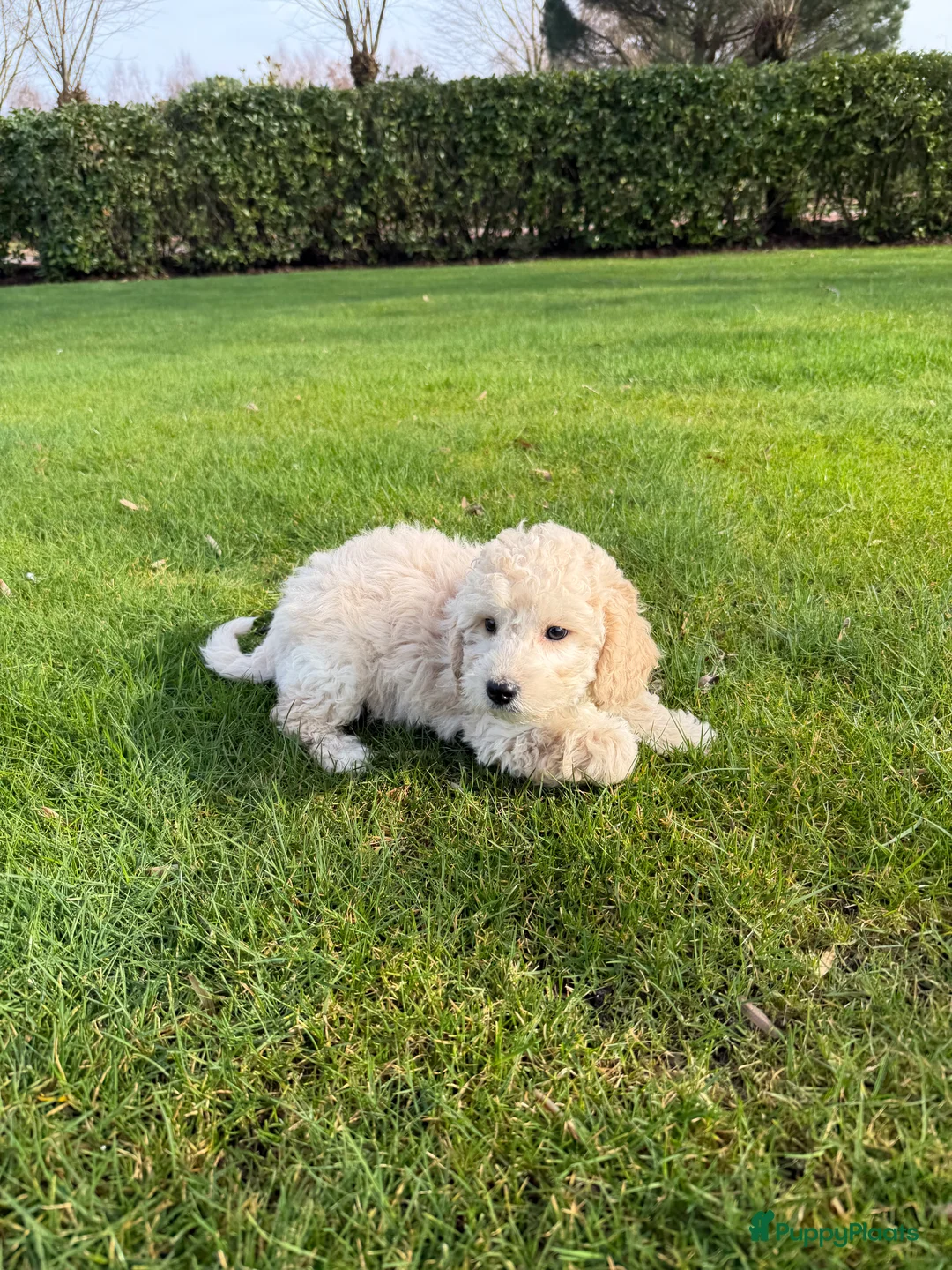 Labradoodle honden te koop: Mini Doodle (Poedel x Mini Labradoodle) pups - Advertentie 15