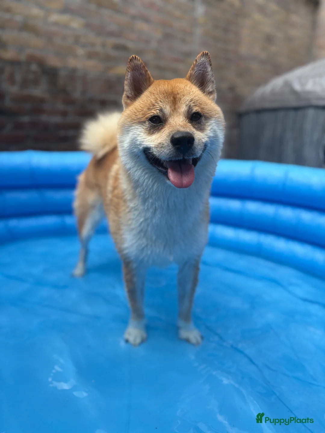 Shiba honden ter dekking: Dek reu Shiba Inu - Advertentie 17