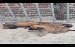 Boxer honden te koop: Kruising boxer mechelse herder - Afbeelding 1