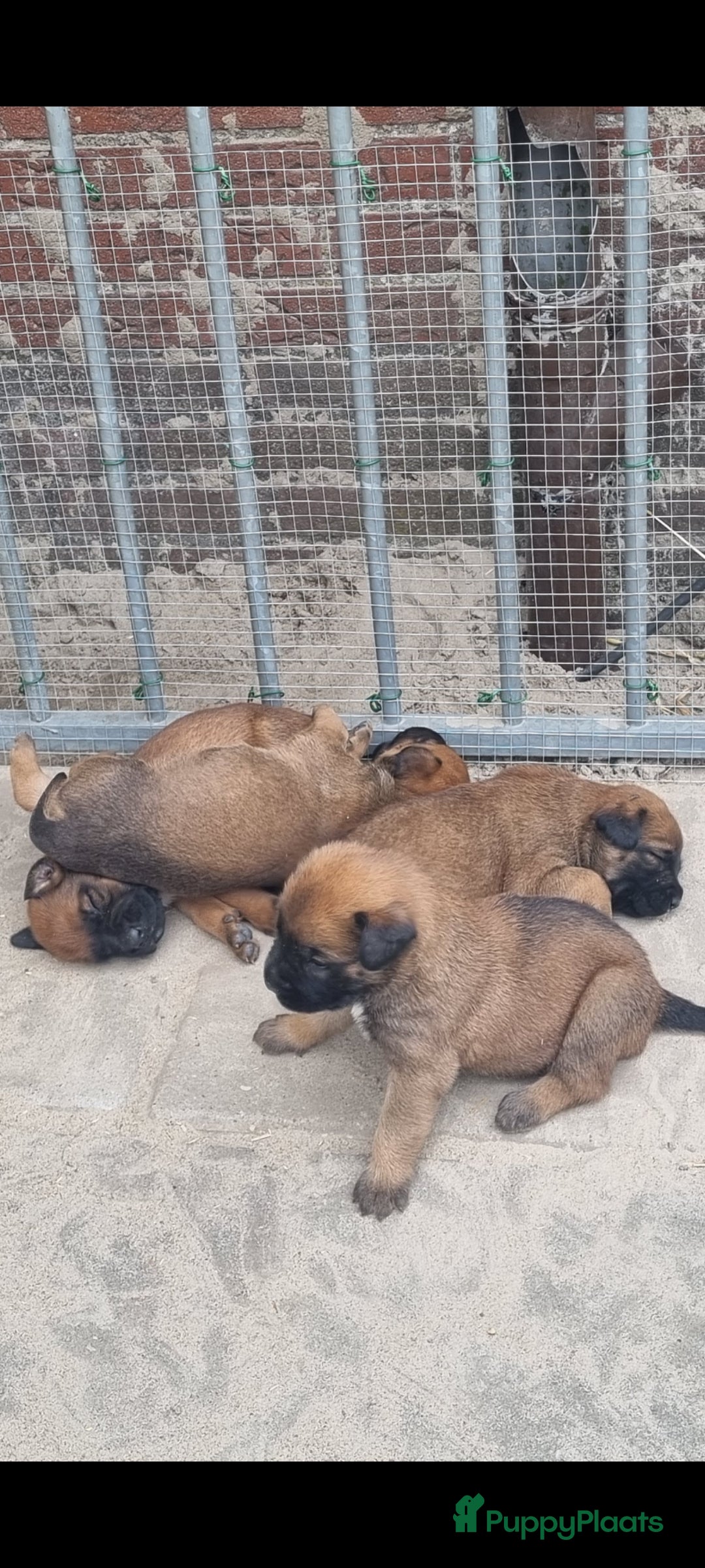 Boxer honden te koop: Kruising boxer mechelse herder - Afbeelding 1