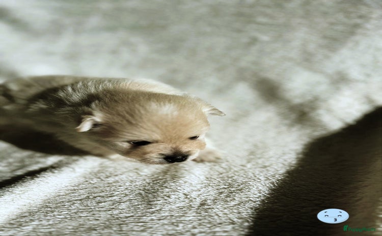 Pomeriaan honden - Advertentie 1