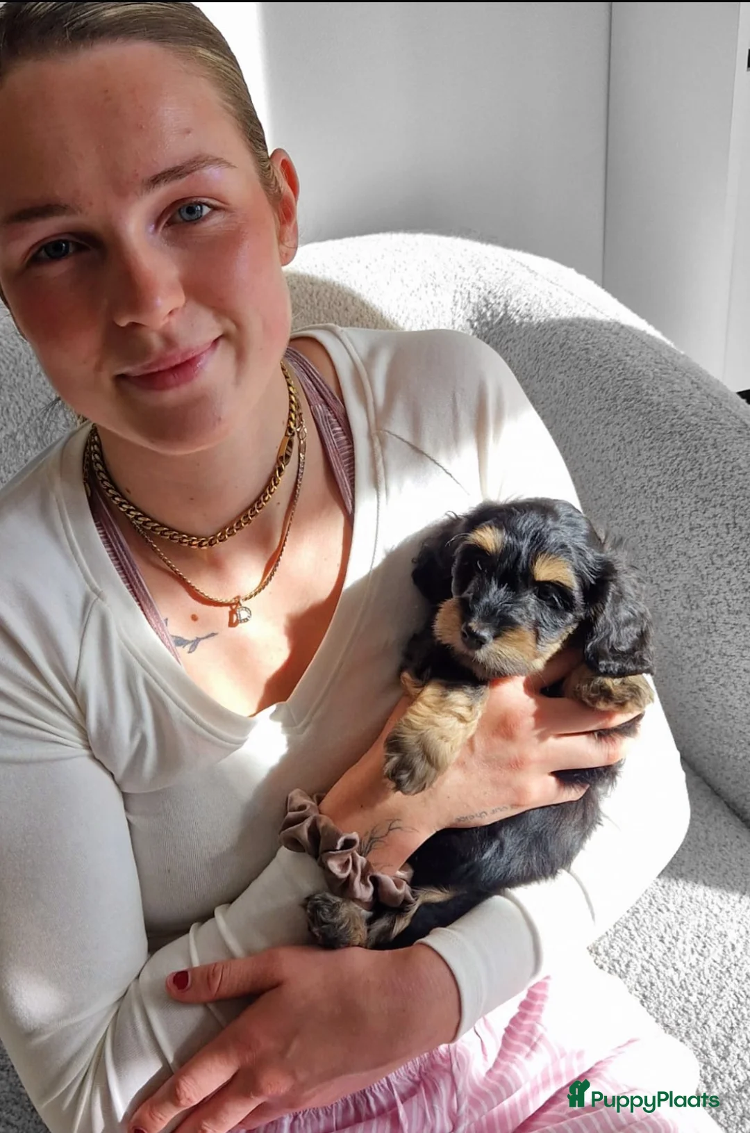 Kruising honden te koop: 🩷maltezer X dwergteckel💙 - Advertentie 10