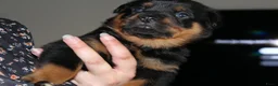 Rottweiler honden te koop: 8 Rottweiler pups. - Advertentie 24