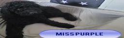 Australian Labradoodle honden te koop: Aust. Labradoodle – sociaal&hypoallergeen - Advertentie 16