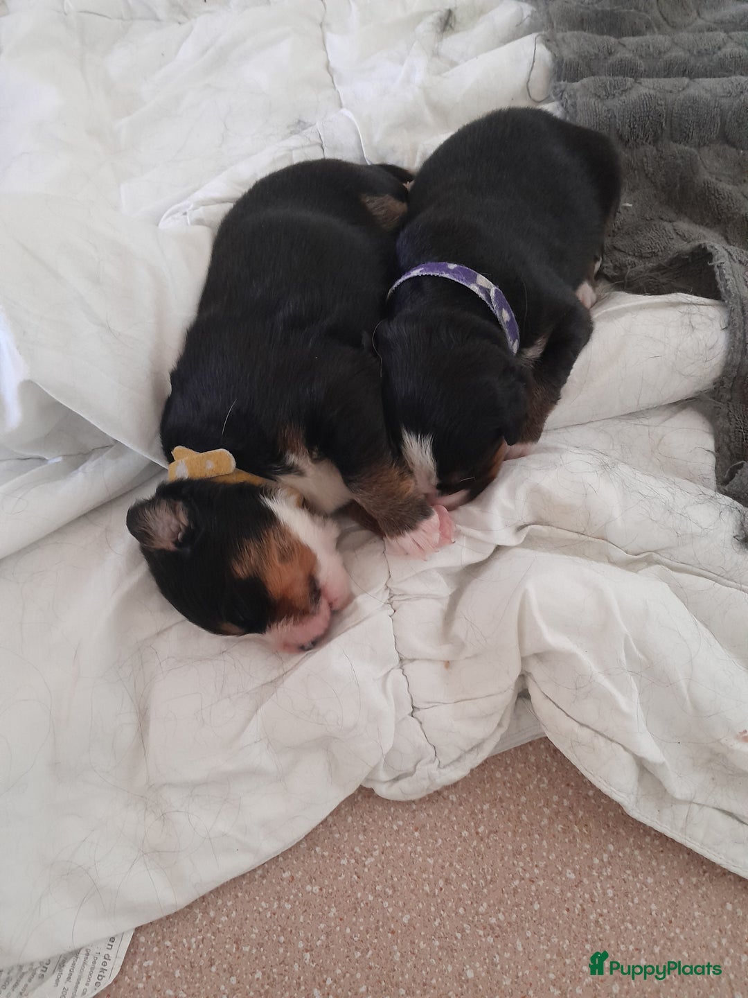 Berner Sennenhond honden te koop: Pups te koop - Advertentie 3